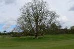 PICTURES/Road Trip - Leeds Castle/t_Tree.JPG